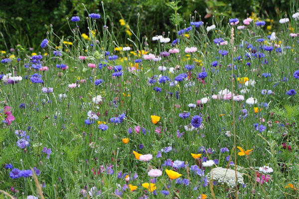 Bunt, Bunter, Blumenwiesen