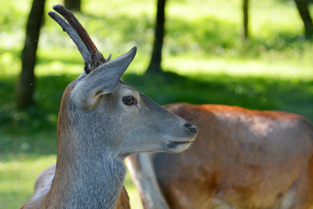 Wildpark am Baggersee