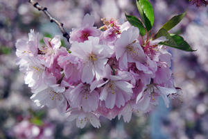 Bild vergrößern: Kirschblüten