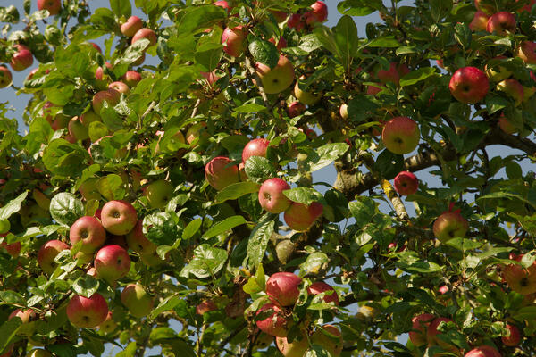 Hier wächst Stadt-Obst gratis