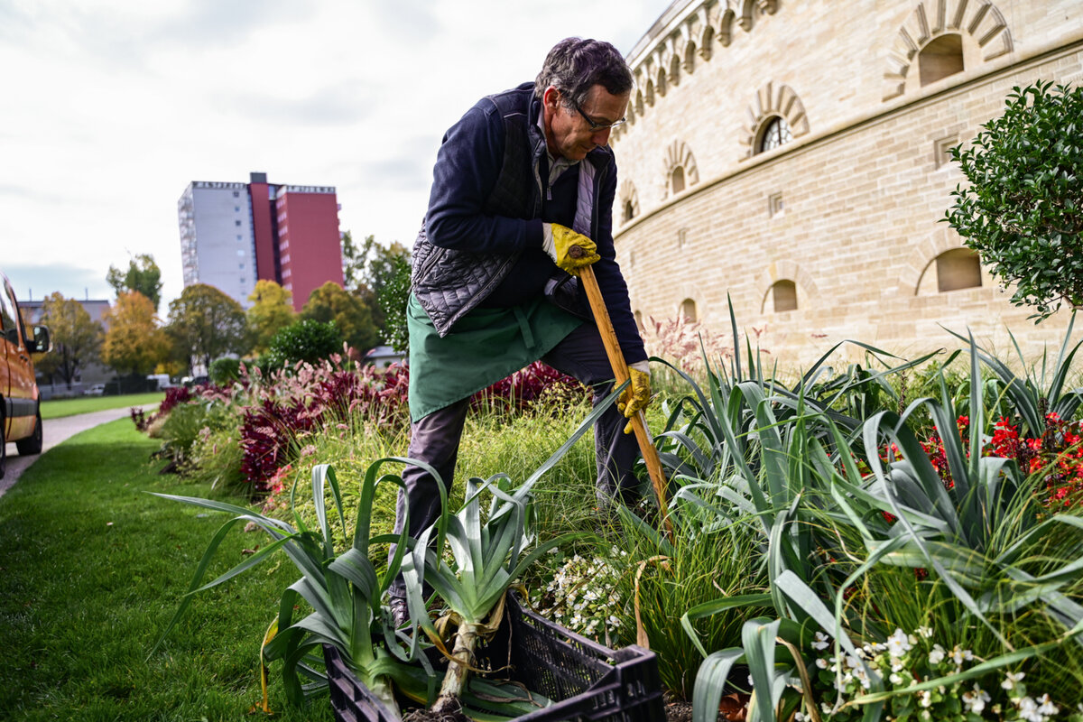 Lauchernte vor dem Reduit Tilly im Klenzepark 