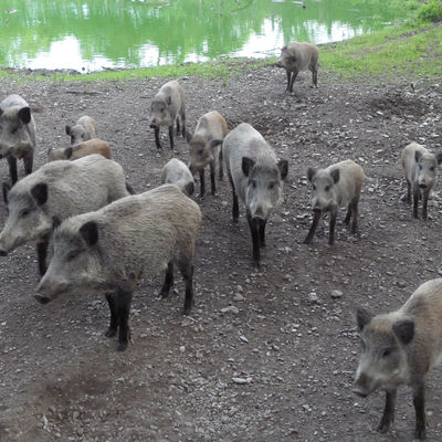Bild vergrößern: Wildschweine im Wildpark am Baggersee