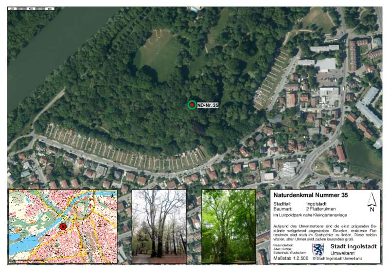 Dokument anzeigen: Naturdenkmal 35 zwei Flatterulmen Luitpoldpark