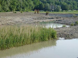 Neue Biotope. Foto: KS